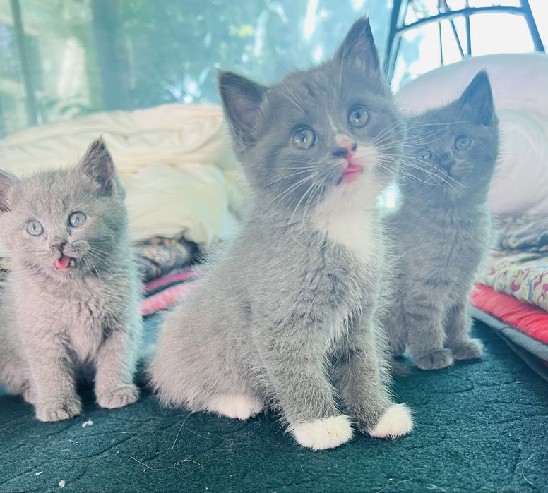 СРОЧНО!!Продается котята последняя фото мамы