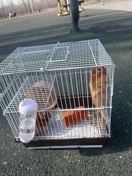 Продаю хомьяка 3000 тг стоит я сам купила 20000 тг