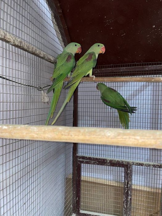 Toti aliksandir yirik qurilish sotiladi sirochniy