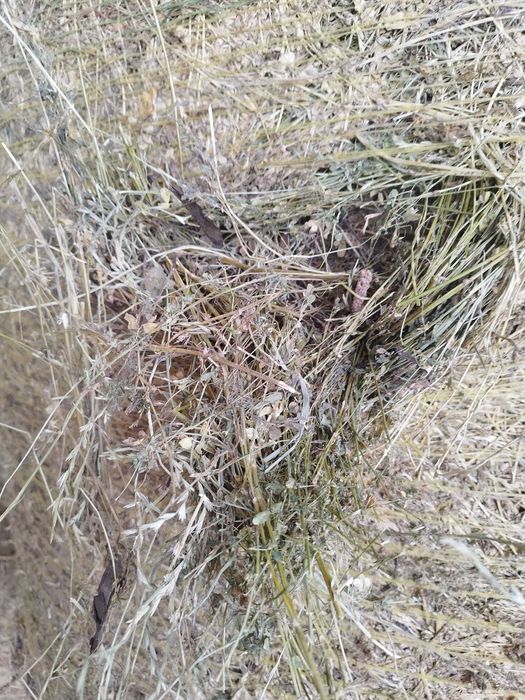 Vând baloți lucernă și lucernă cu fân