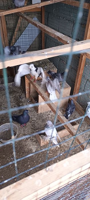 Kabutar opwi 500min 10 dona