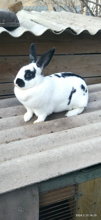 Продам Великан самка