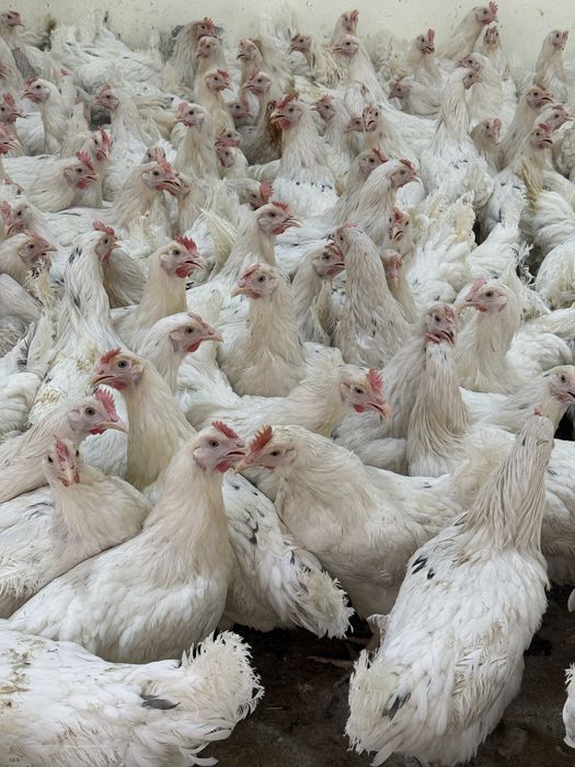 Tovuq horoz lomin sendi