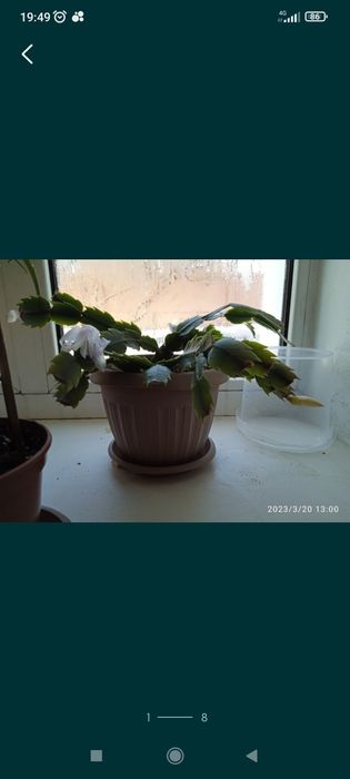 Продам комнатные цветы