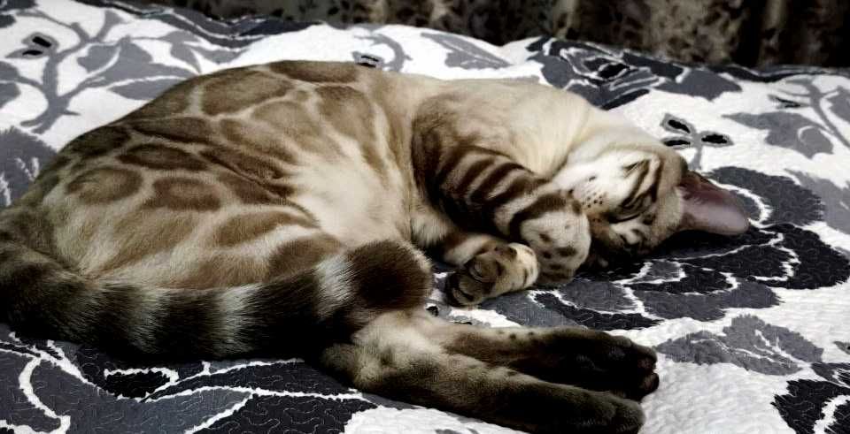 Бенгальские котята