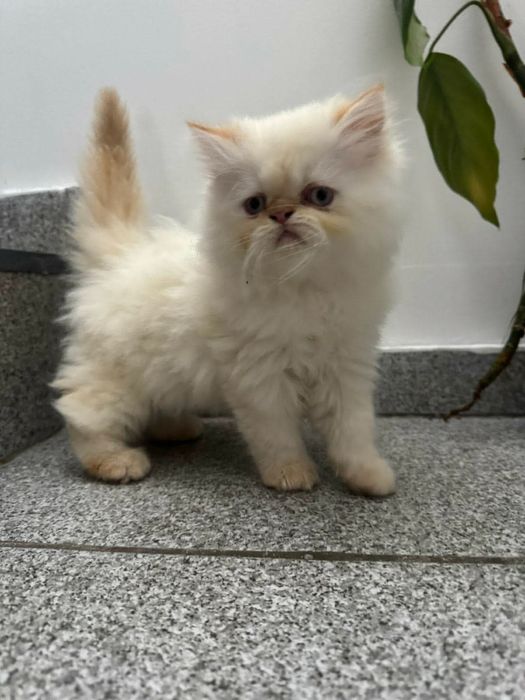 Персийско котенце