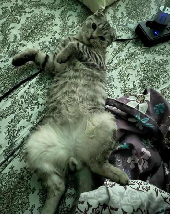 молодой котик мальчик