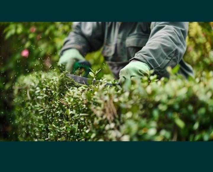 Услуги садовника стрижка  газон косим траву сад обработака  Обрезка.Ё