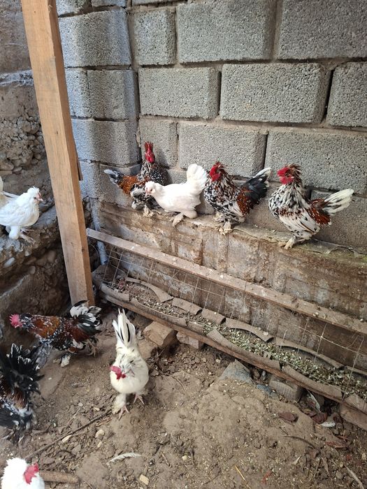 Куры карликовые...