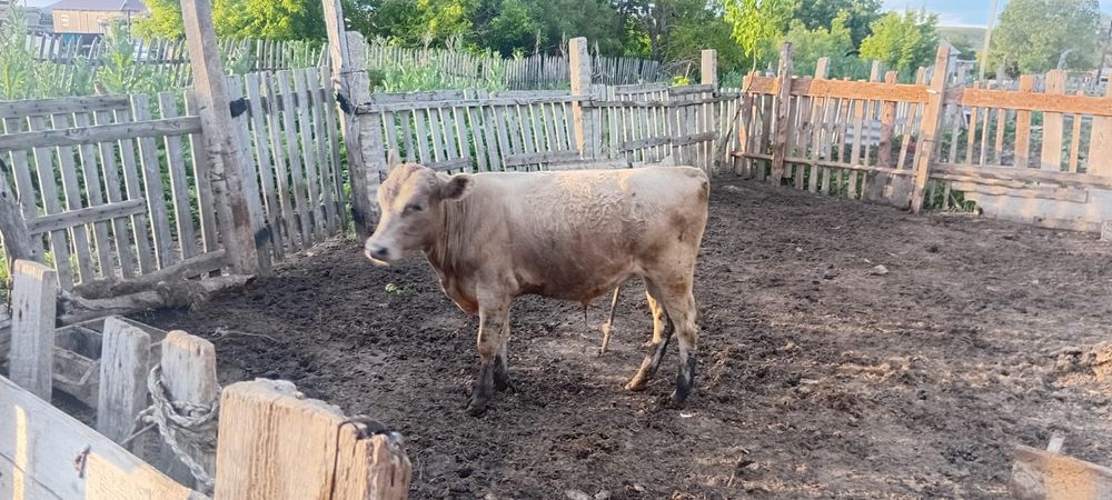 Бір жасар бұқашық сатамын