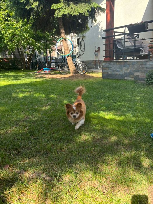 Cazare caini / Pet sitter cazare animale