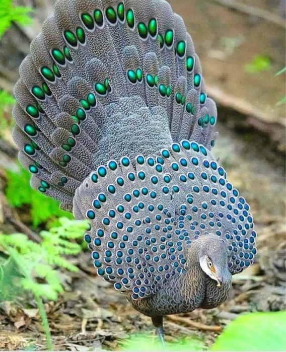 Серый павлинний фазан, тухум сотилмиди