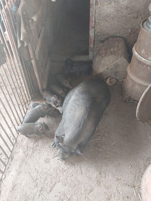 виетнамски прасета