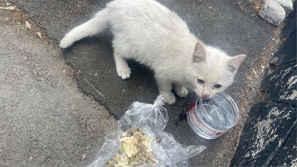 Котенок белый в добрые руки
