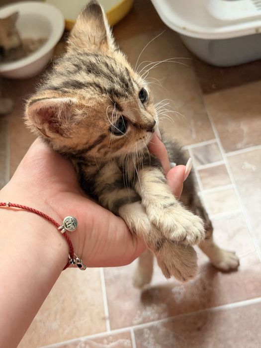 Котята породы скоттиш страйт 2мес