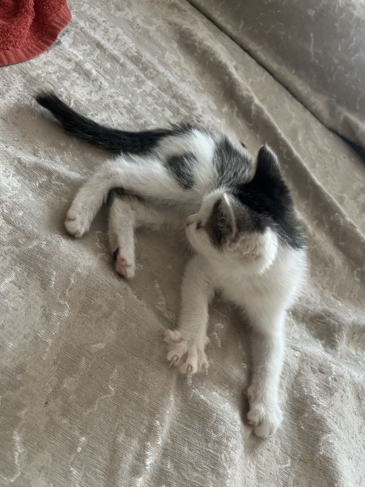 Котенок девочка ищет дом
