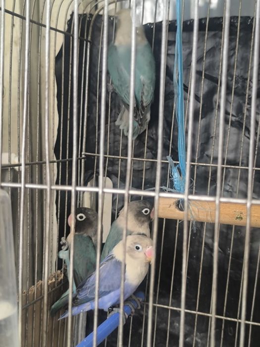 Продам волнистых попугаев