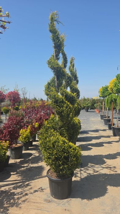 Leilandy chiparos ,palmieri, trandafiri, gazon, catalpa, măslin