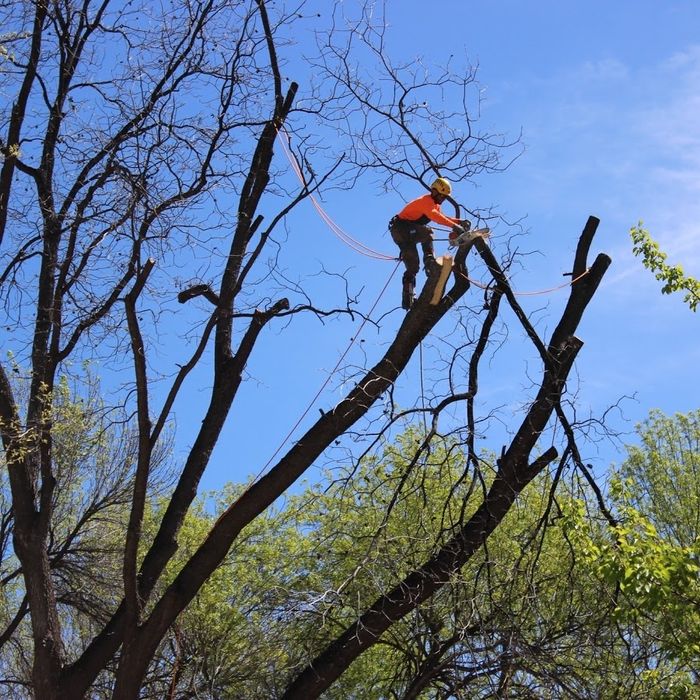 Спил деревьев Алматы