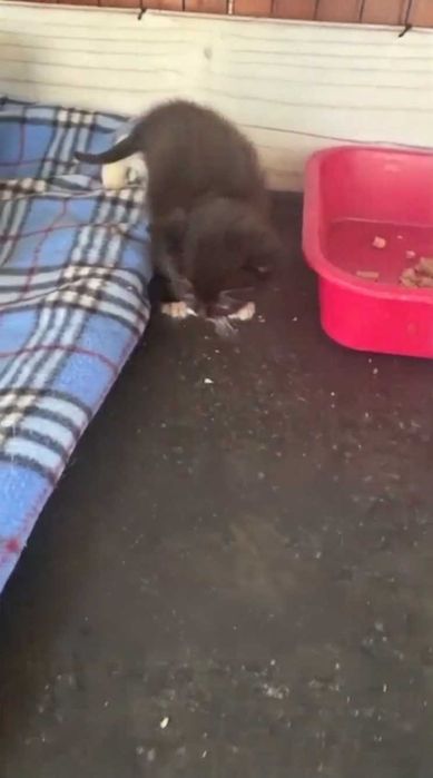 Ищем любящих хозяев котятам!