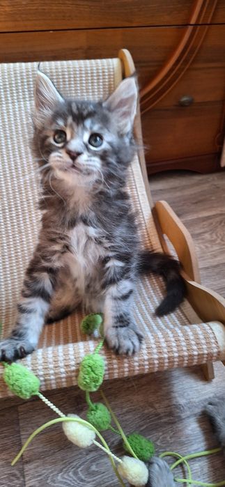 Мальчик  мейн-кун