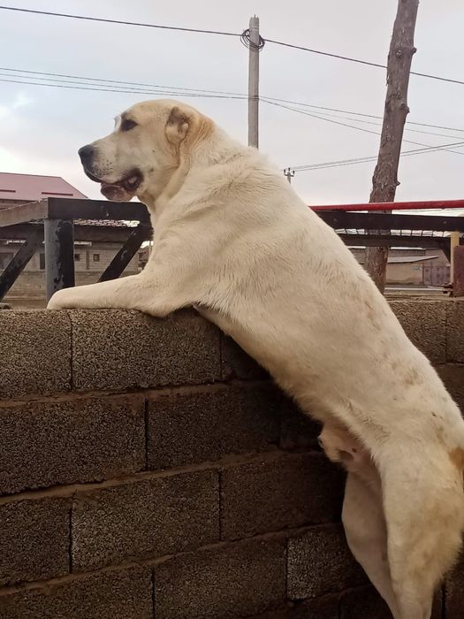 Алабай еркек ит сатамын.