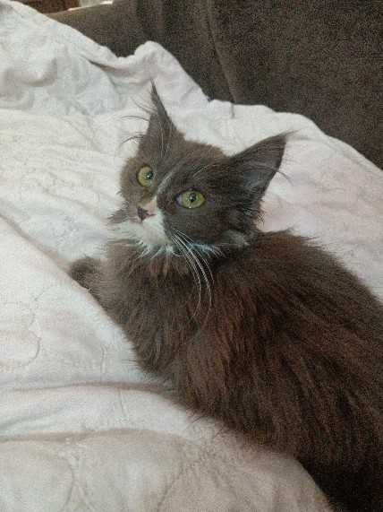 Отдам котика бесплатно