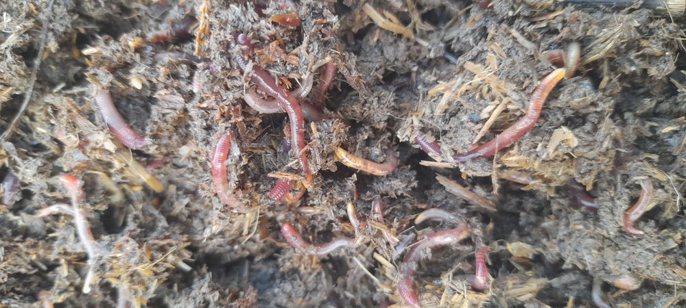 Kaliforni chuvalchang