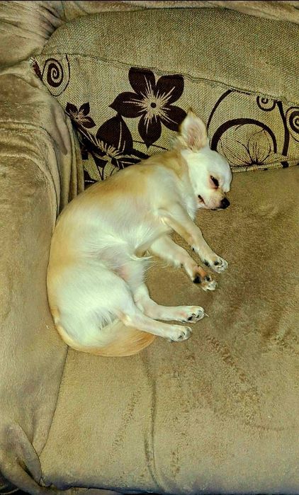 Чихуахуа ищет подружку