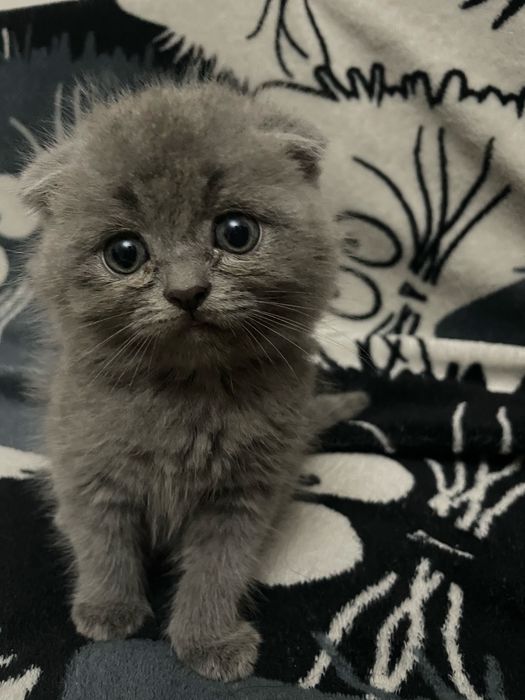 Вислоухие котята шотландские