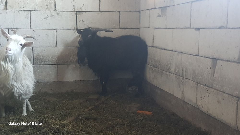 Cereale .soia si floarea soorelui