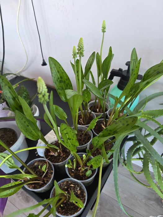 Комнатные (домашние) цветы