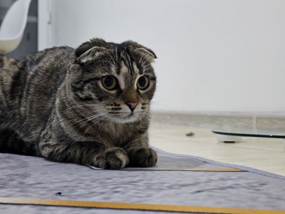 Шотландская вислоухая кошка