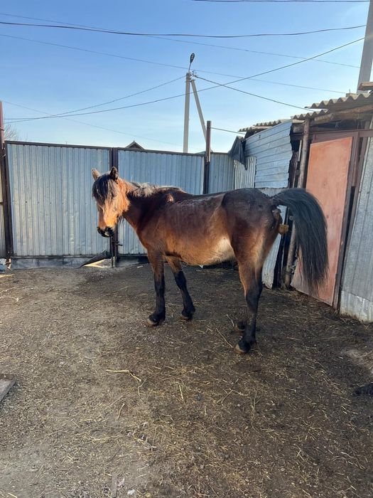 Буаз бие сатамын