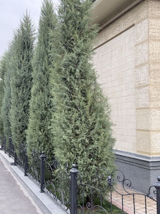 Продается кипарис, ёлка