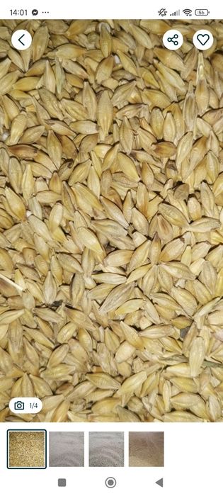 Orz , porumb de vânzare .