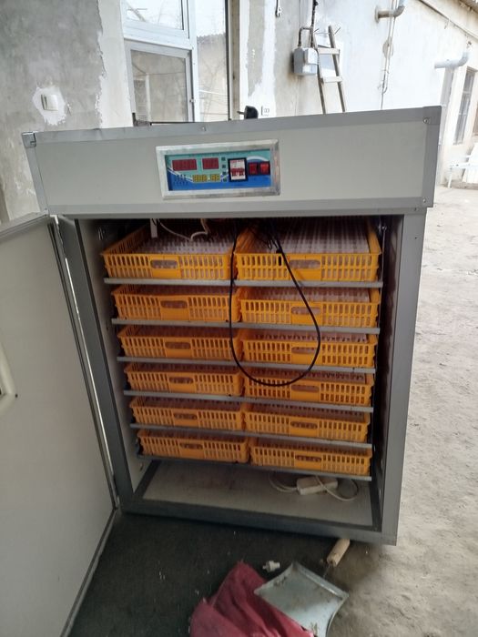 1000 тали Инкубатор сотилади