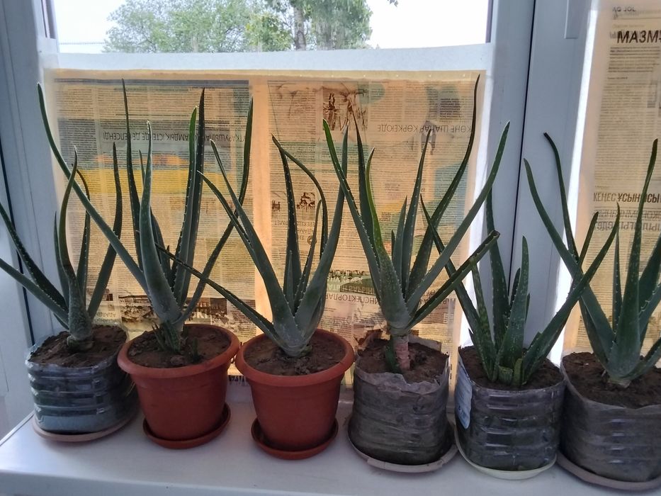 Алоэ Вера цветы , комнатные