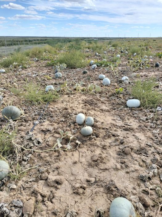 Кауын бар сатылады Аскабак бар