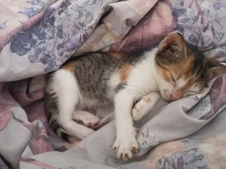 Pet sitter - cazare animale pisici, căței, animale exotice