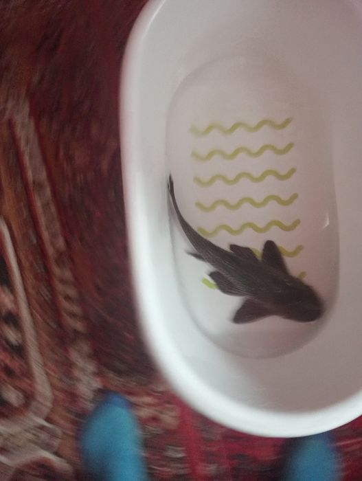 Donez pește pleco 45 cm
