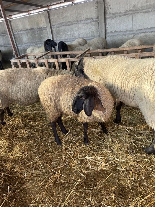 Vand 2 miele gestante