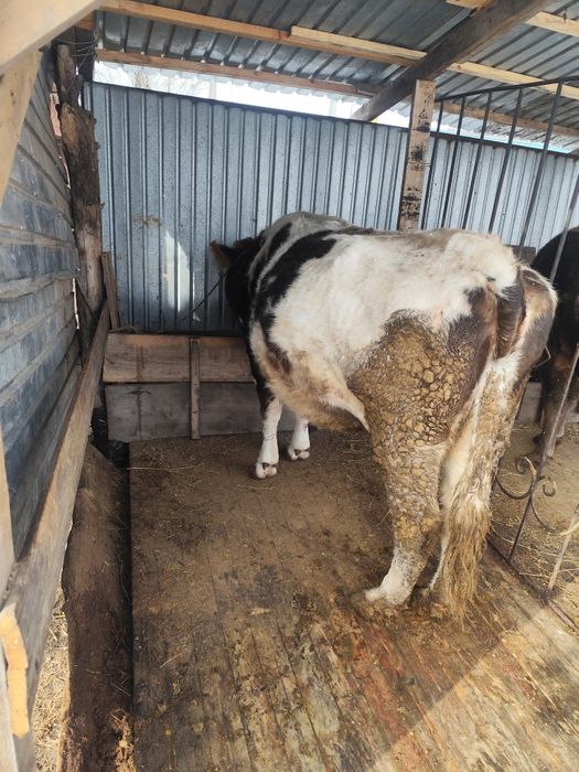 Продам корову возраст 6 лет, стельная