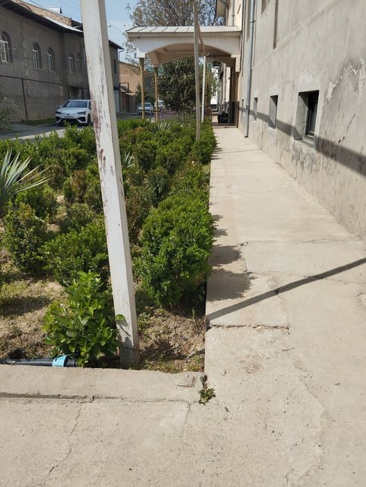 Шамшод кучатлар сотилади. 30000 сумдан.