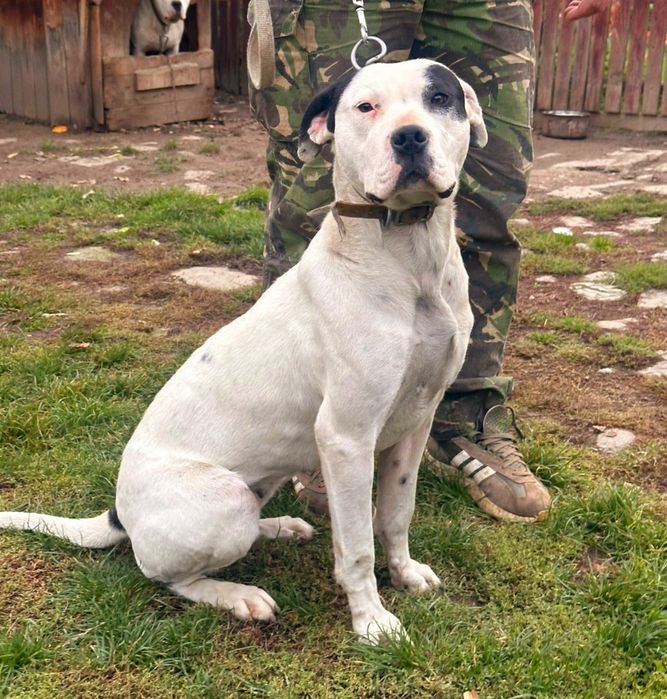Dogo Argentino femelă 1.5 ani pedigree vaccinuri la zi