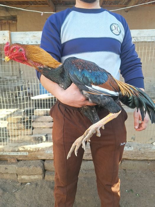 Dakan xoroz sotiladi