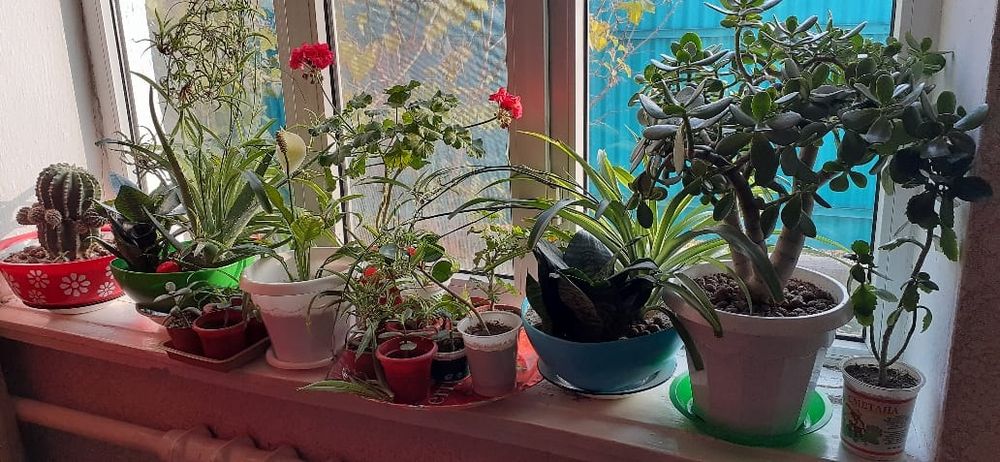 Продам комнатные цветы