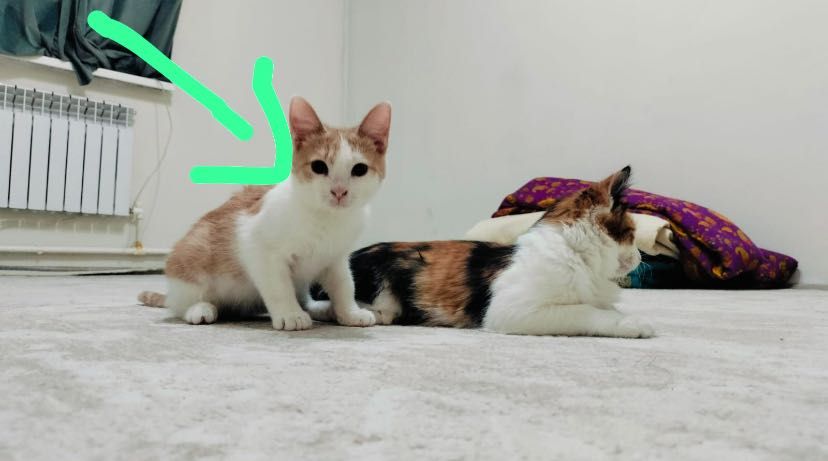 еркек мысық беріледі