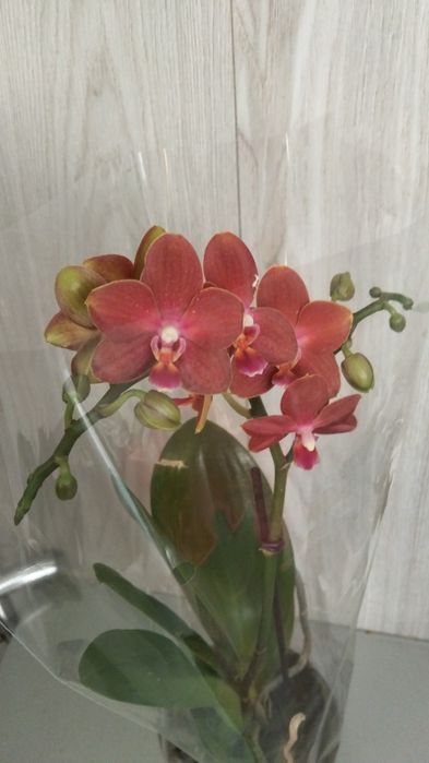 Орхидея фаленопсис сортовые