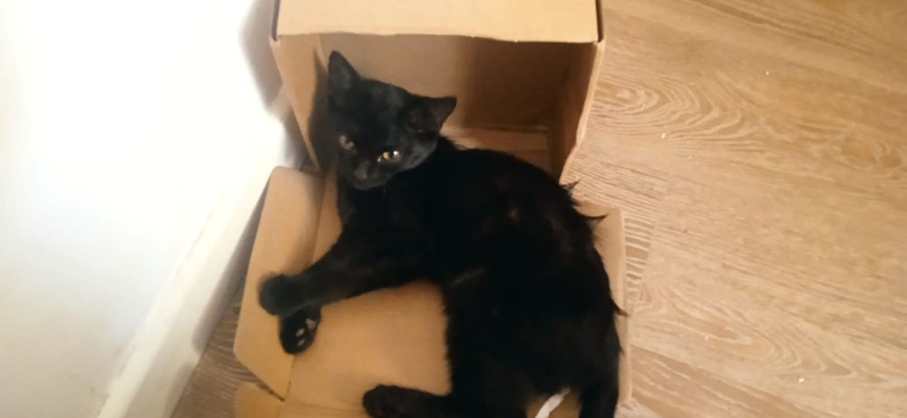 Котики в добрые руки